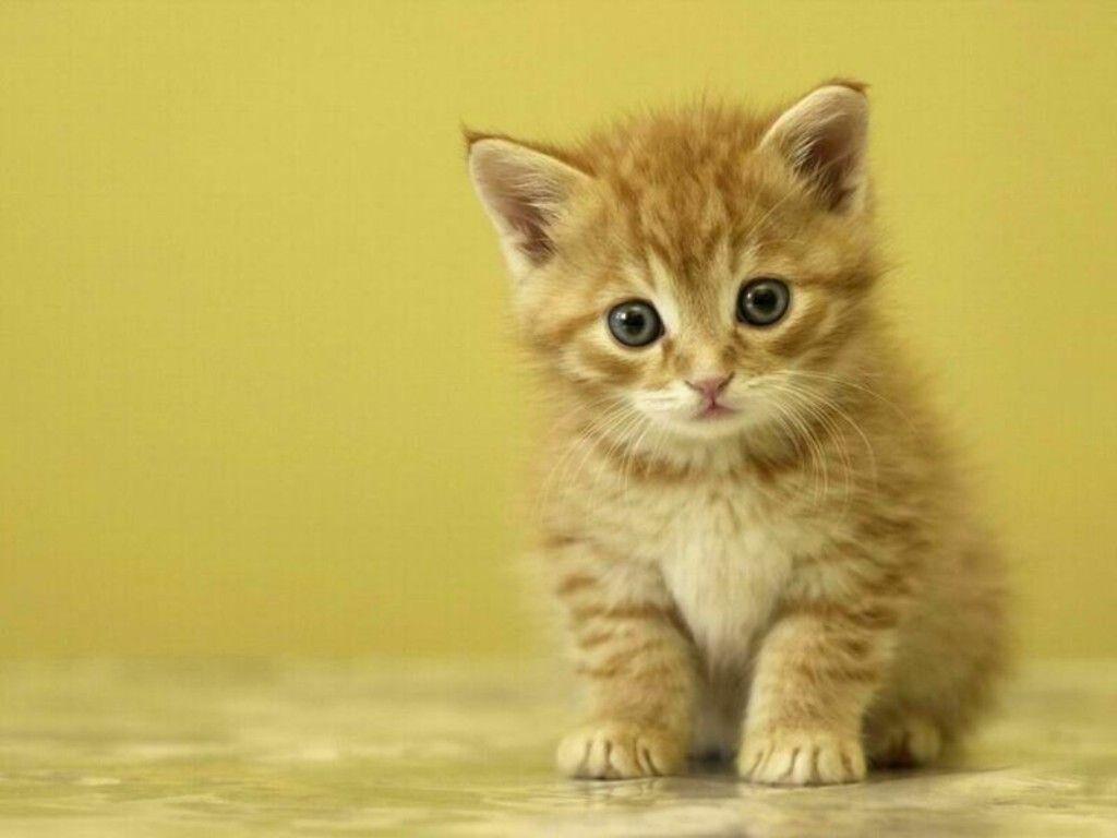 Very Cute Kittens Wallpapers