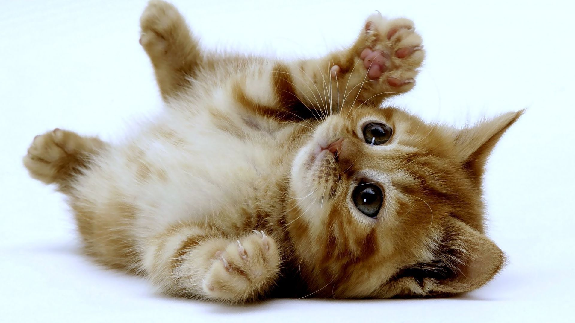 Very Cute Kittens Wallpapers