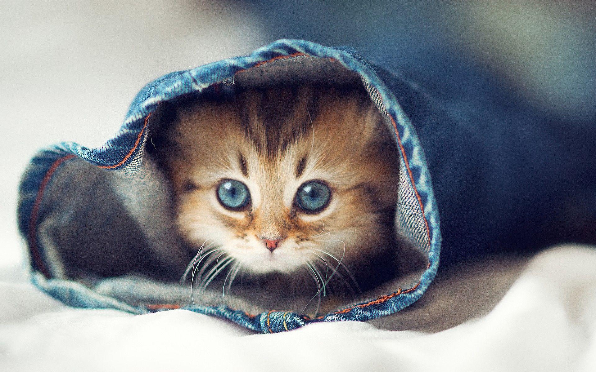 Very Cute Kittens Wallpapers