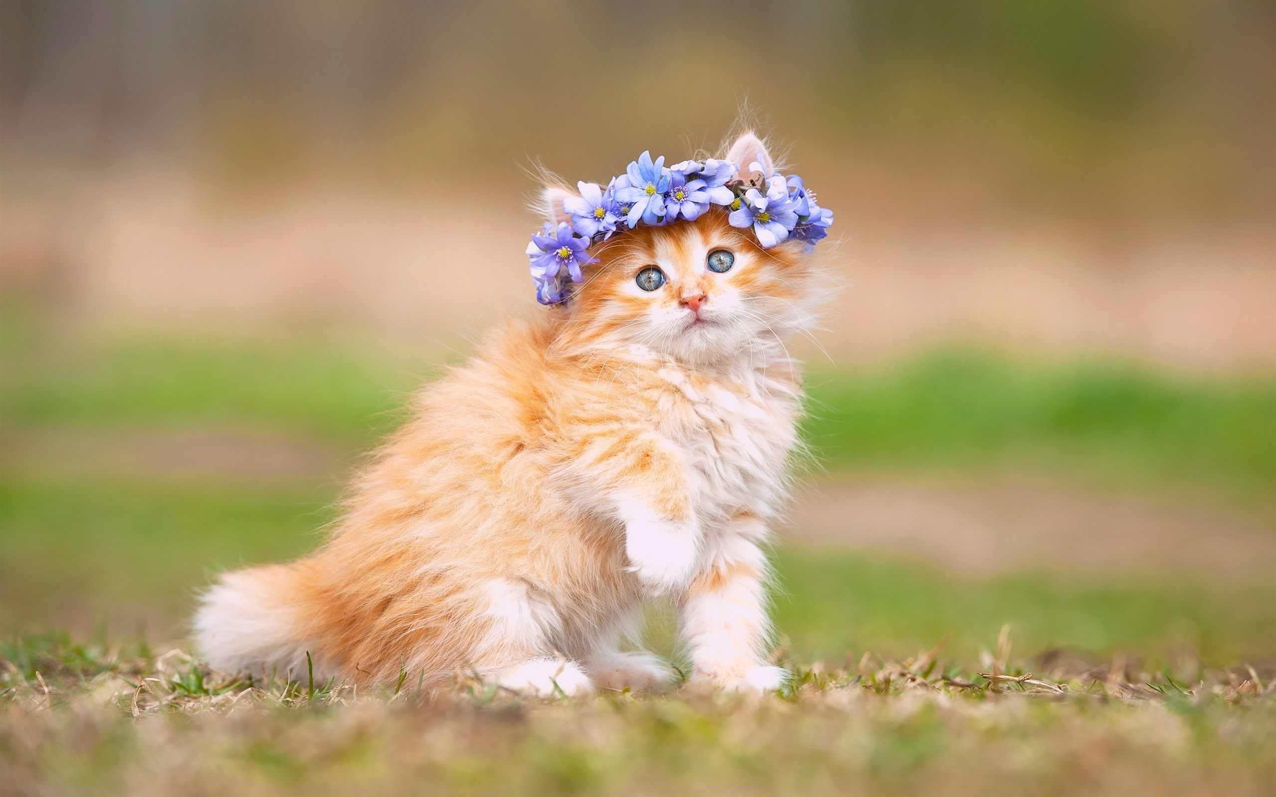 Very Cute Kittens Wallpapers