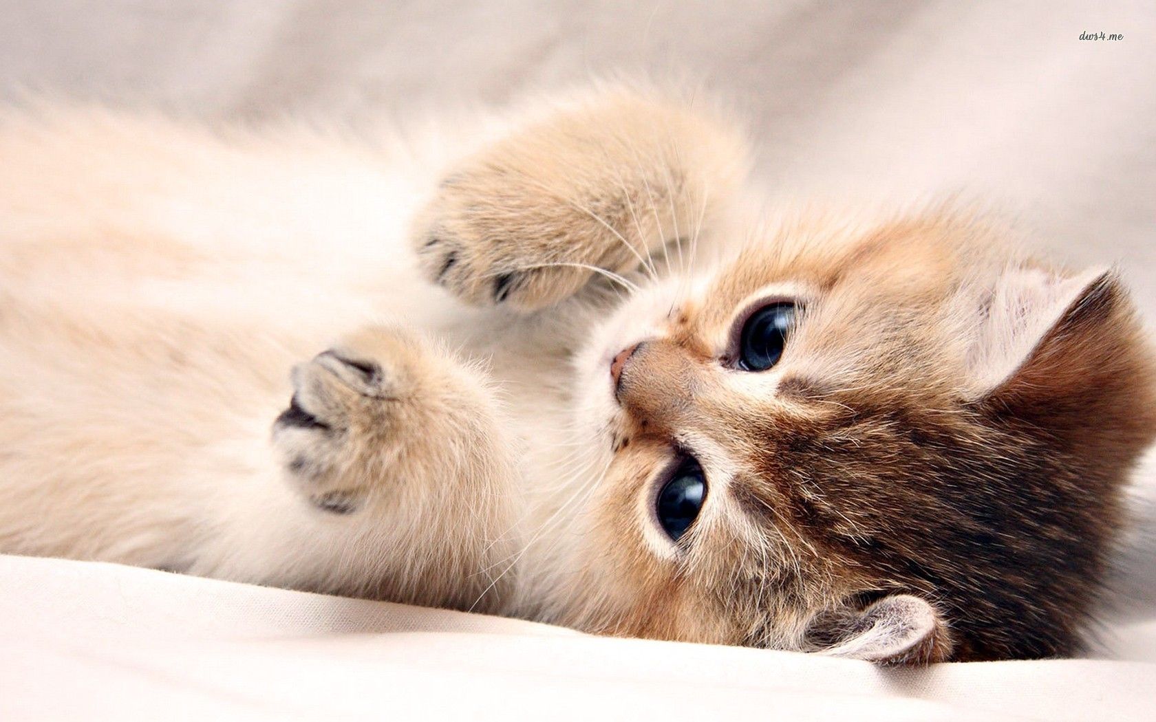 Very Cute Kittens Wallpapers