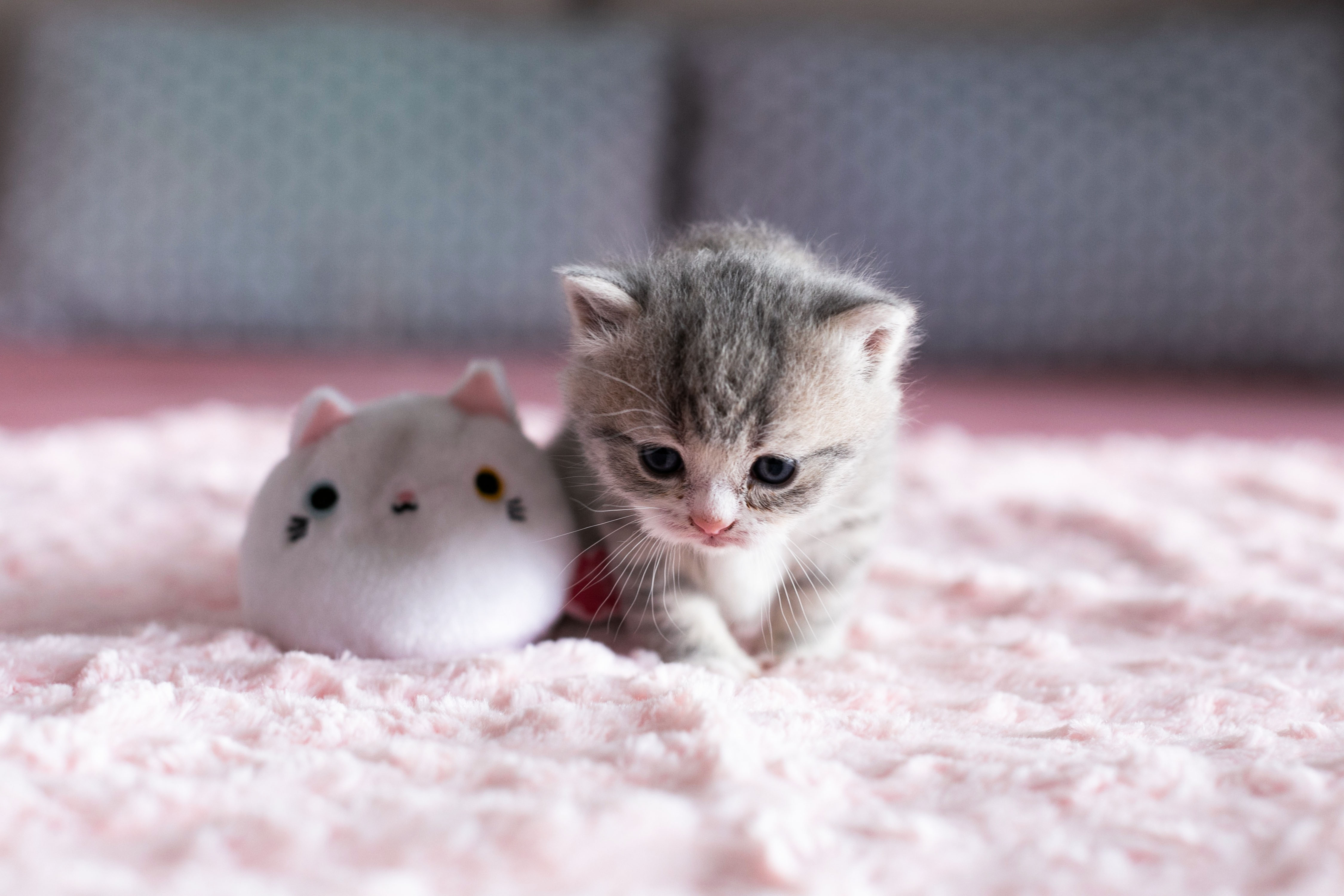 Very Cute Kittens Wallpapers