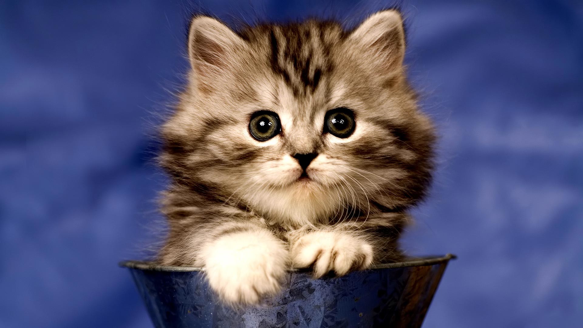 Very Cute Kittens Wallpapers