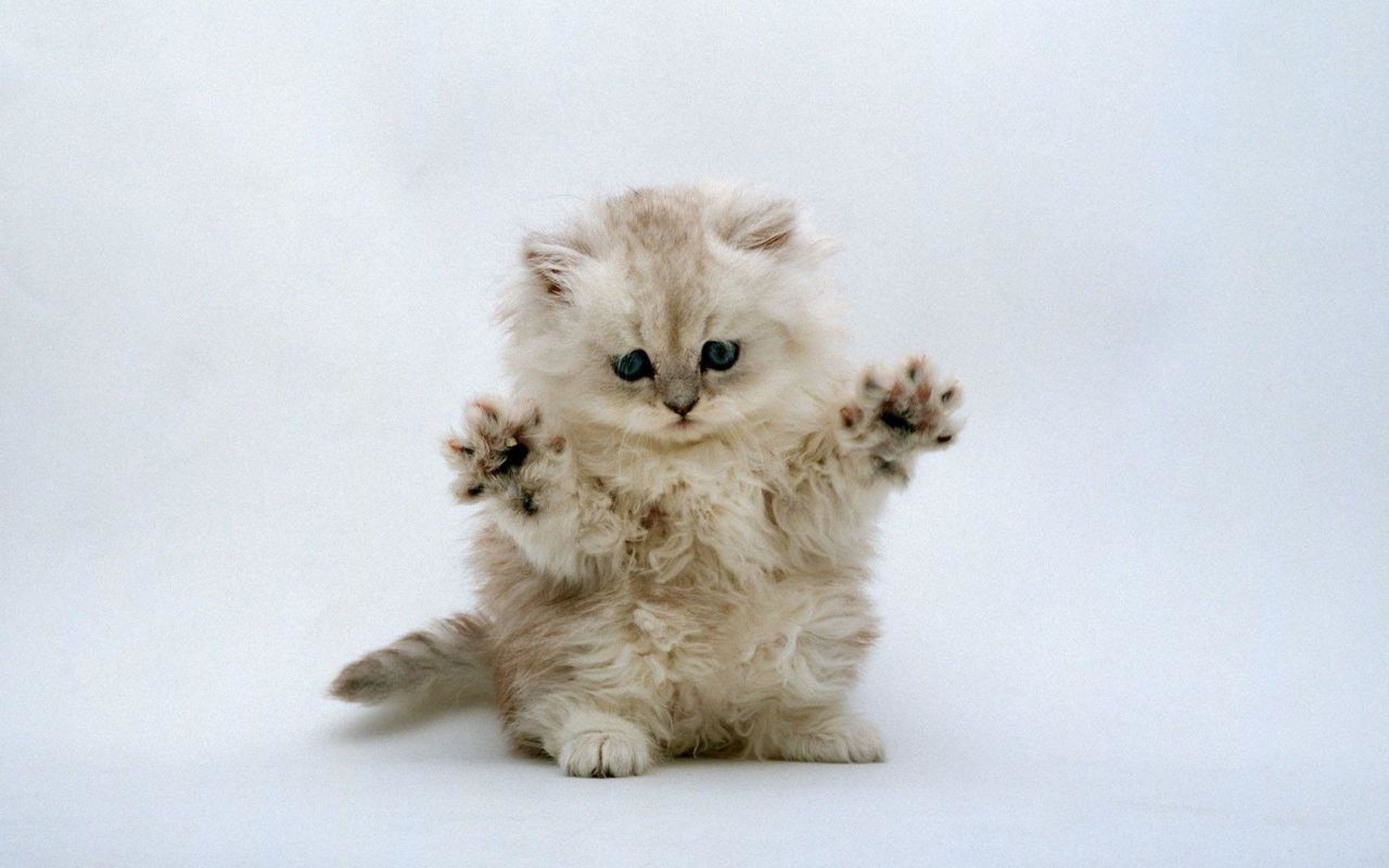 Very Cute Kittens Wallpapers