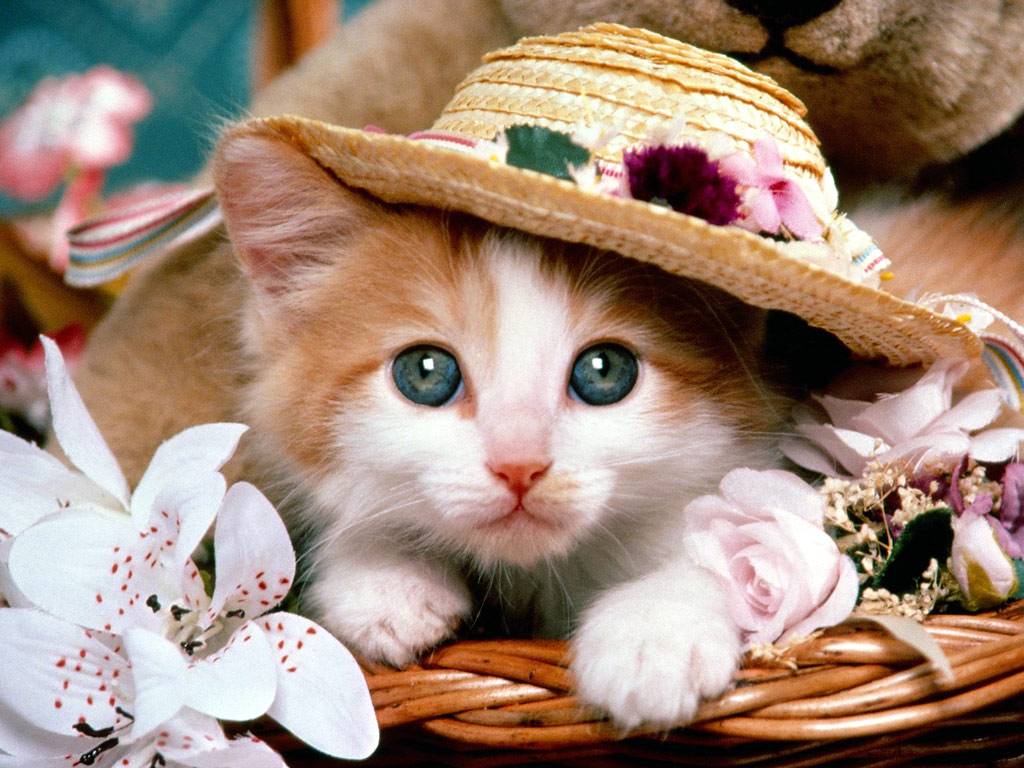 Very Cute Kittens Wallpapers