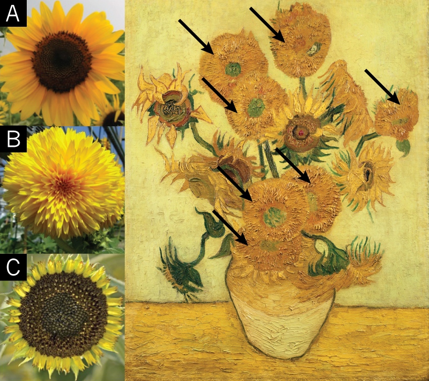 Vincent Van Gogh Sunflowers Amy Wallpapers