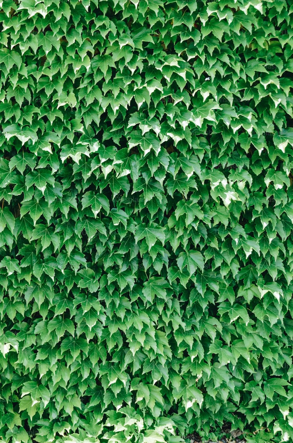 Vines Wallpapers