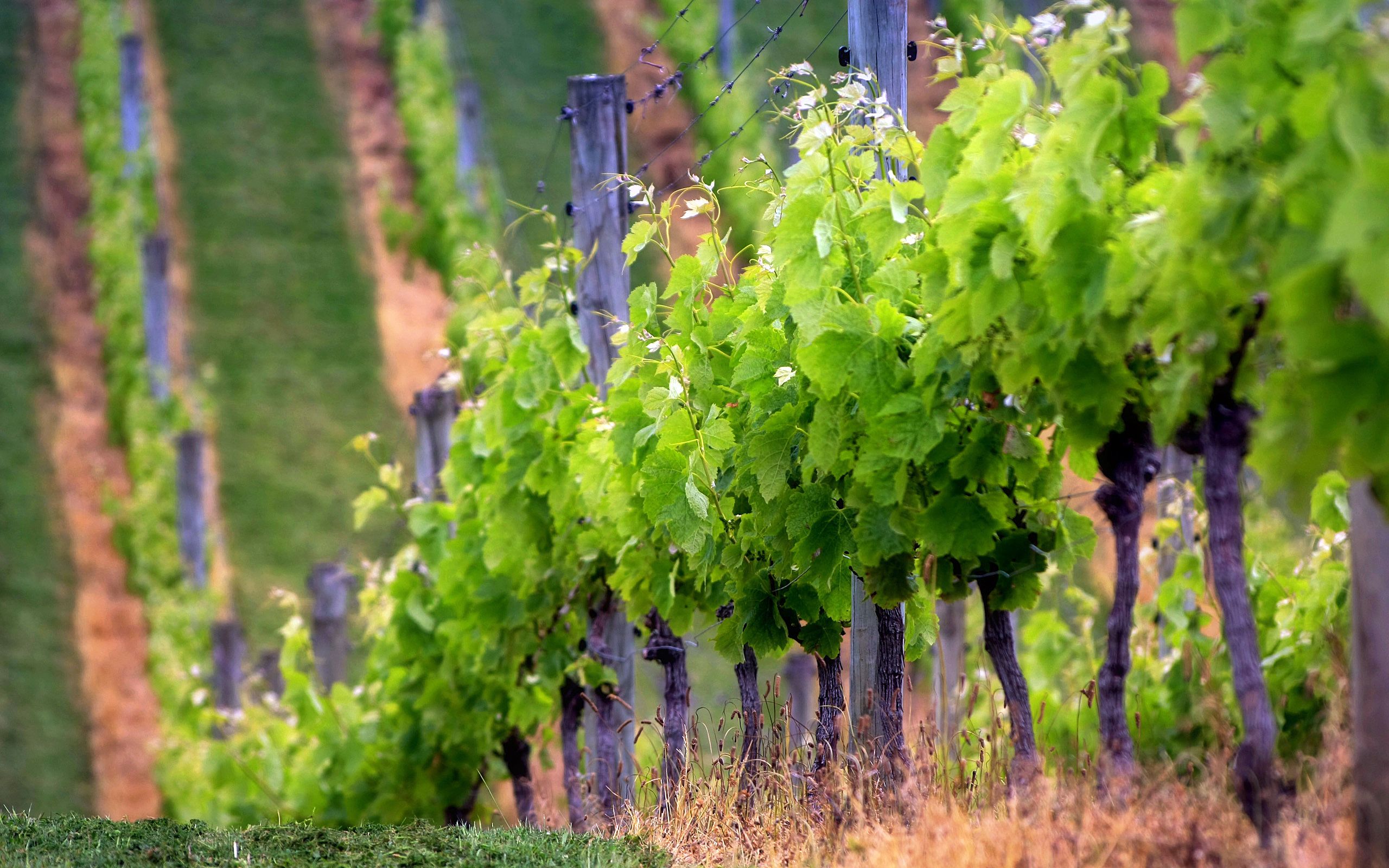 Vineyard Background