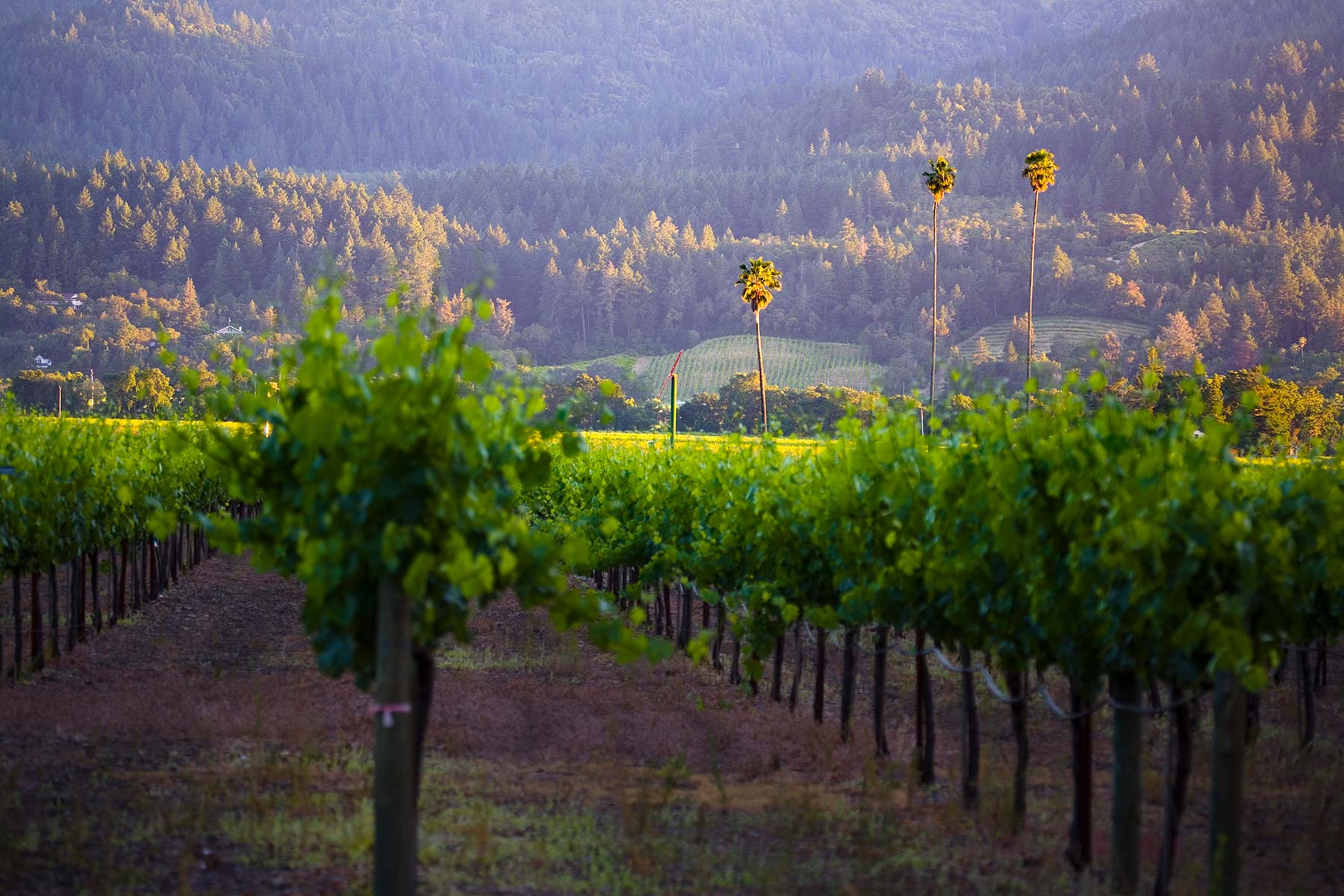 Vineyard Background