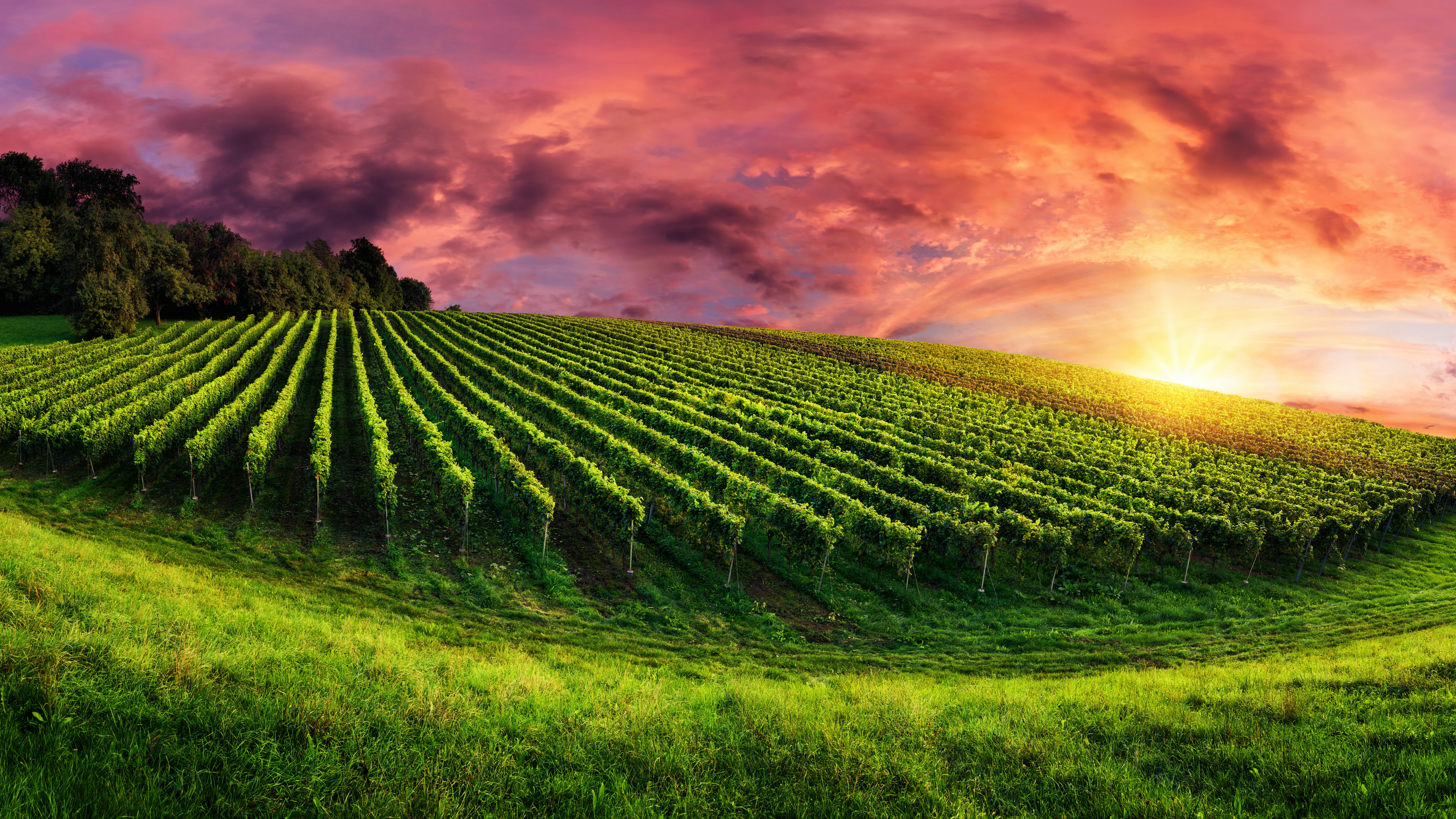 Vineyard Background