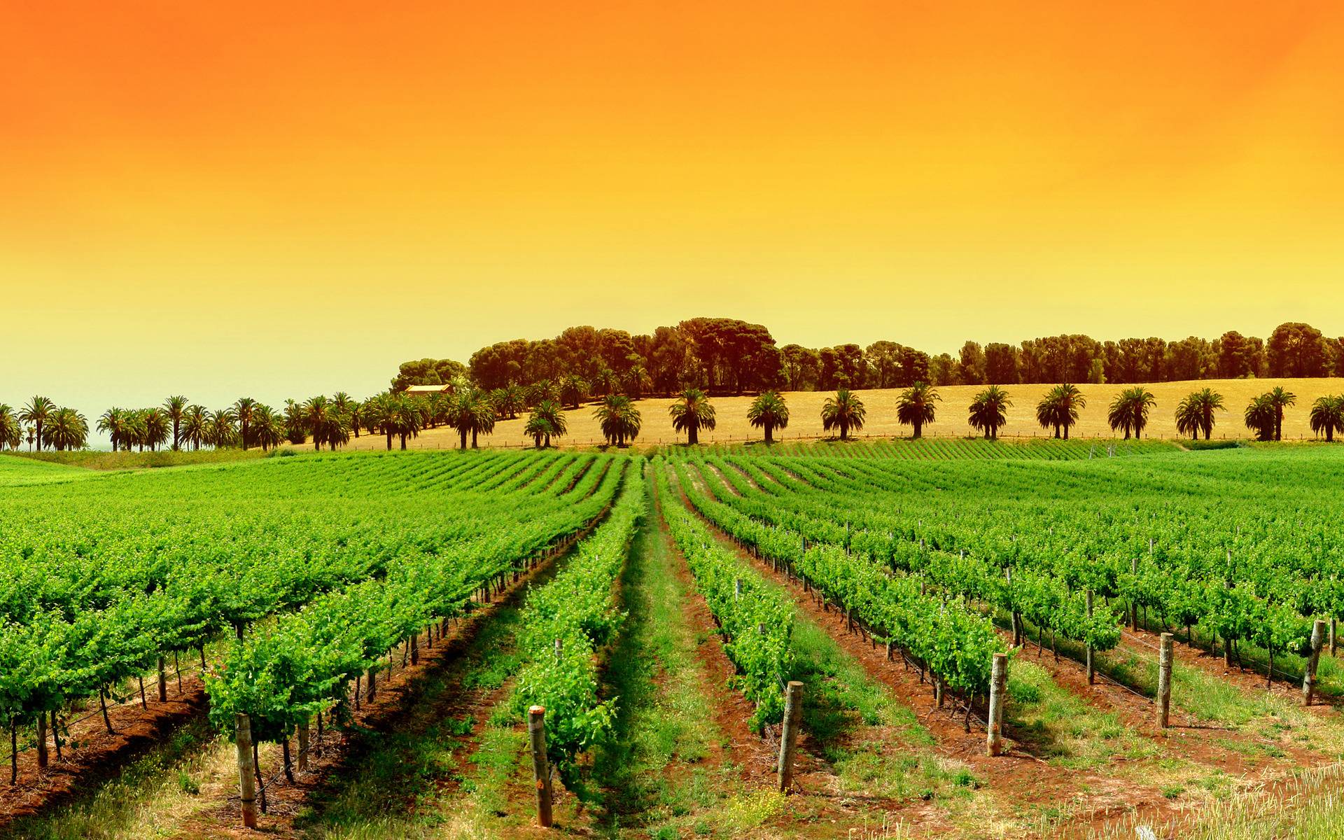 Vineyard Background