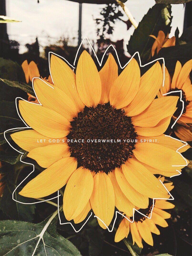 Vintage Aesthetic Sunflowers Wallpapers