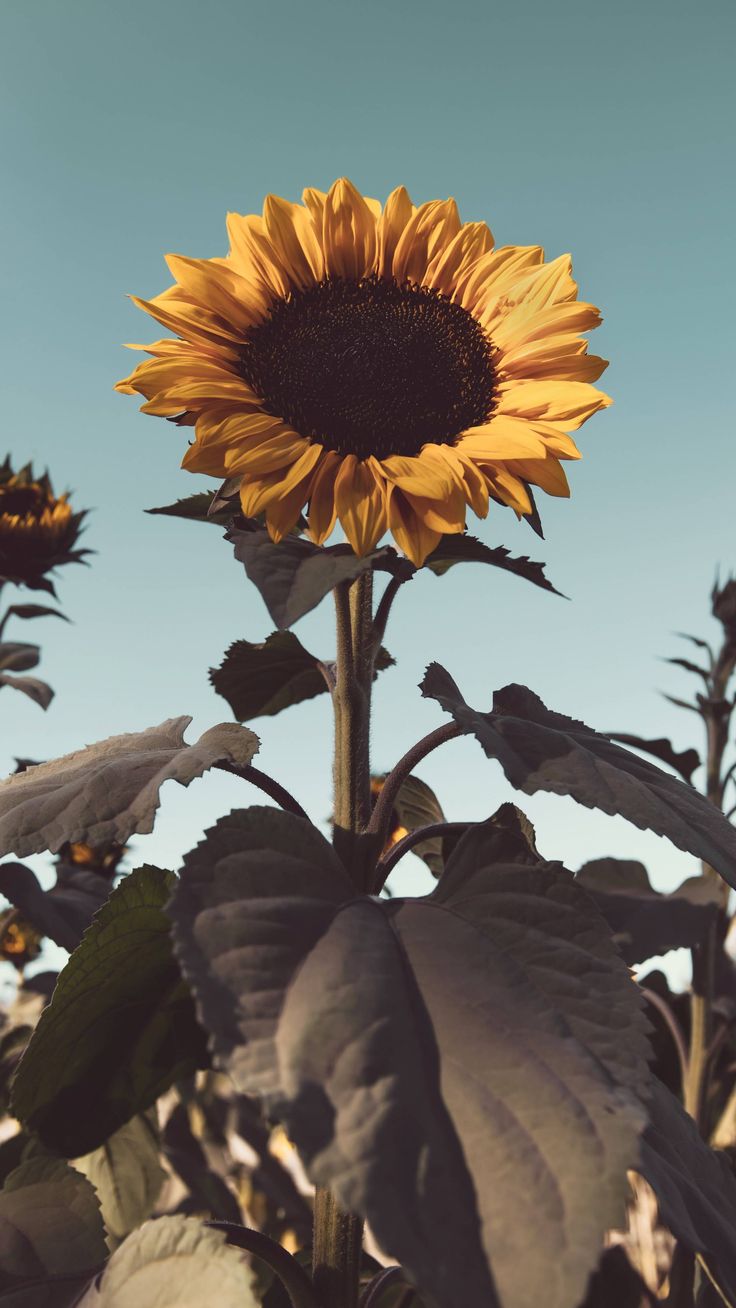 Vintage Aesthetic Sunflowers Wallpapers