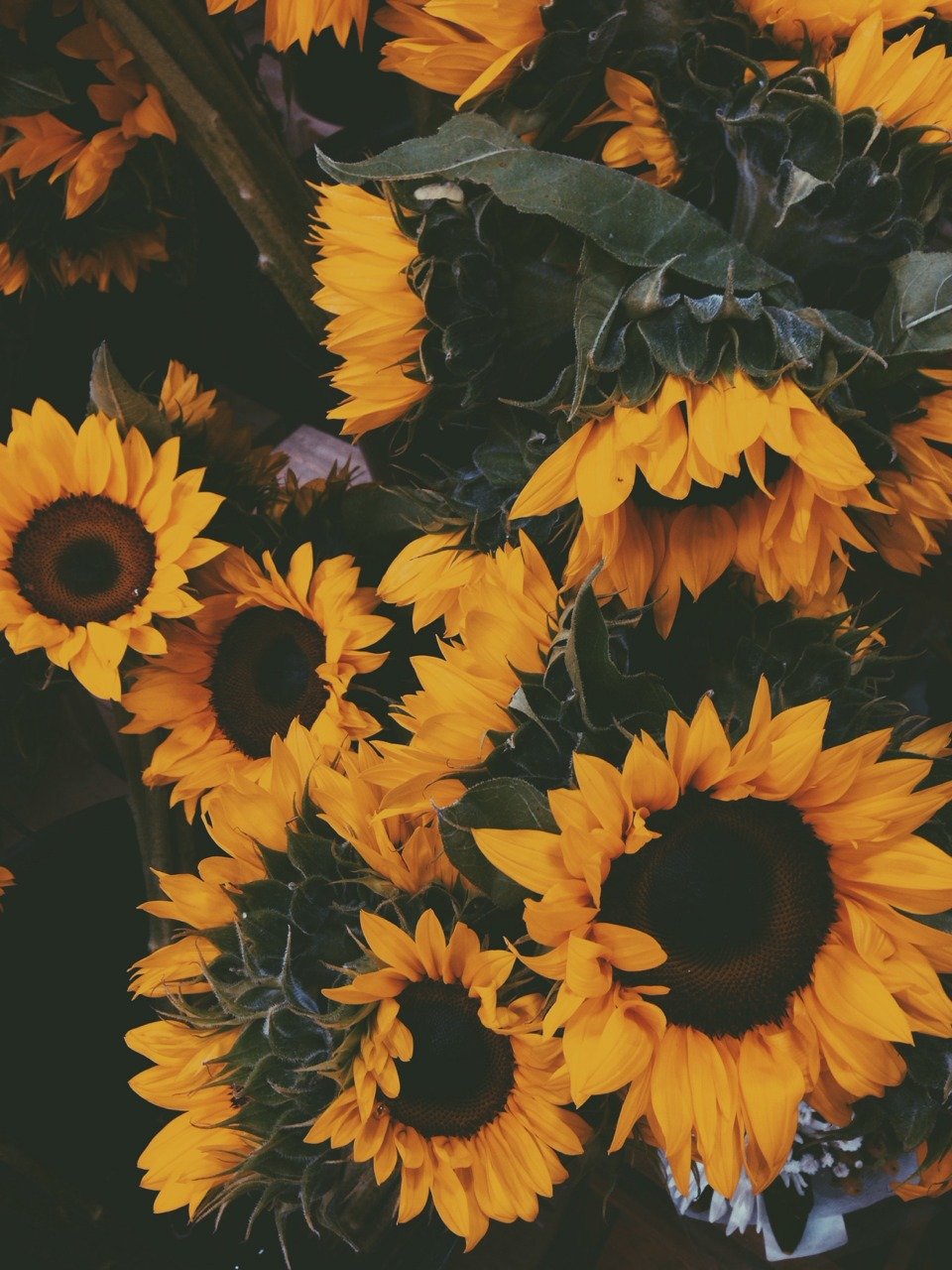 Vintage Aesthetic Sunflowers Wallpapers