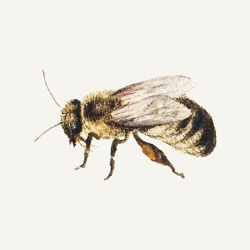 Vintage Bee Aesthetic Wallpapers