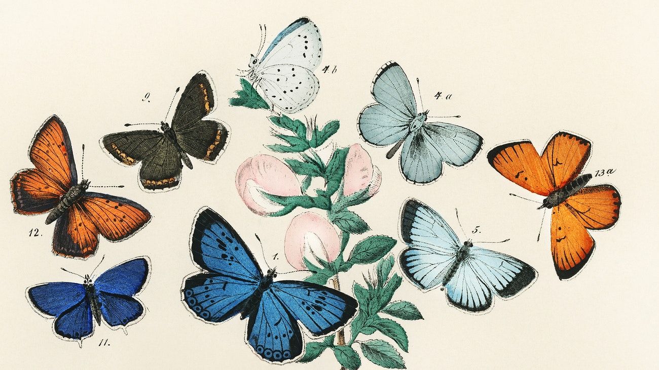 Vintage Butterfly Wallpapers