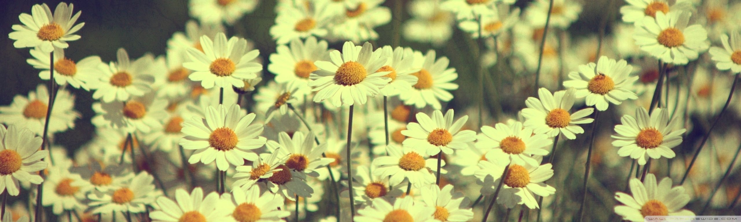 Vintage Daisy Wallpapers