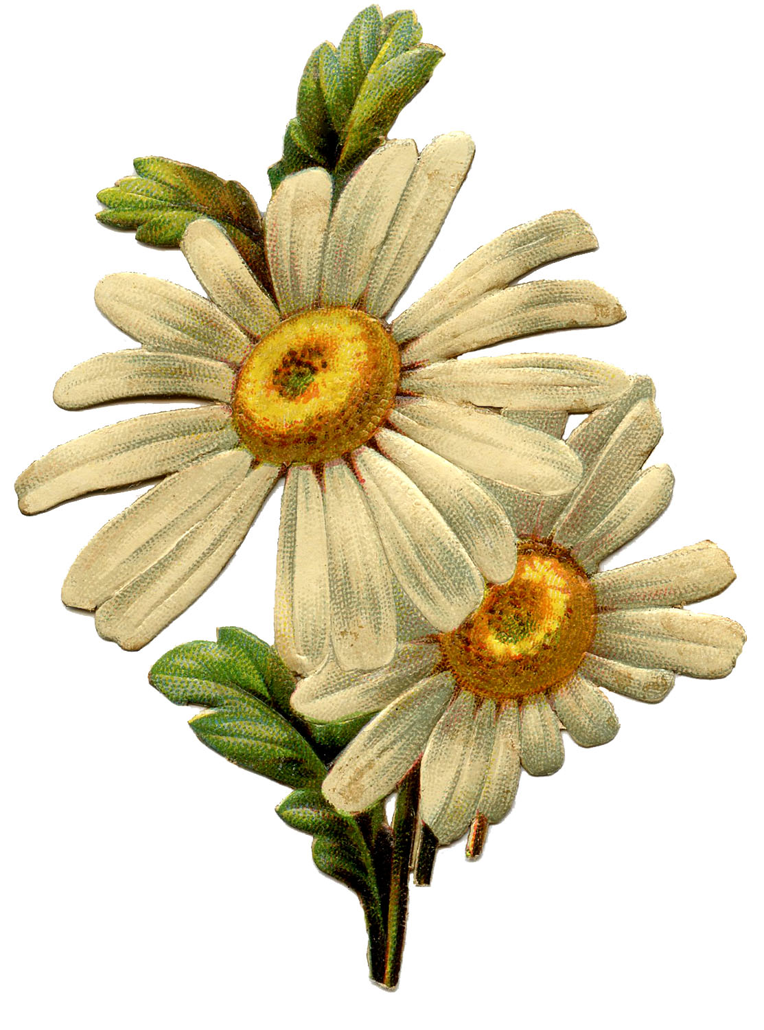 Vintage Daisy Wallpapers