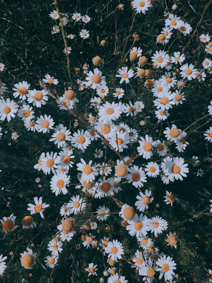 Vintage Daisy Wallpapers