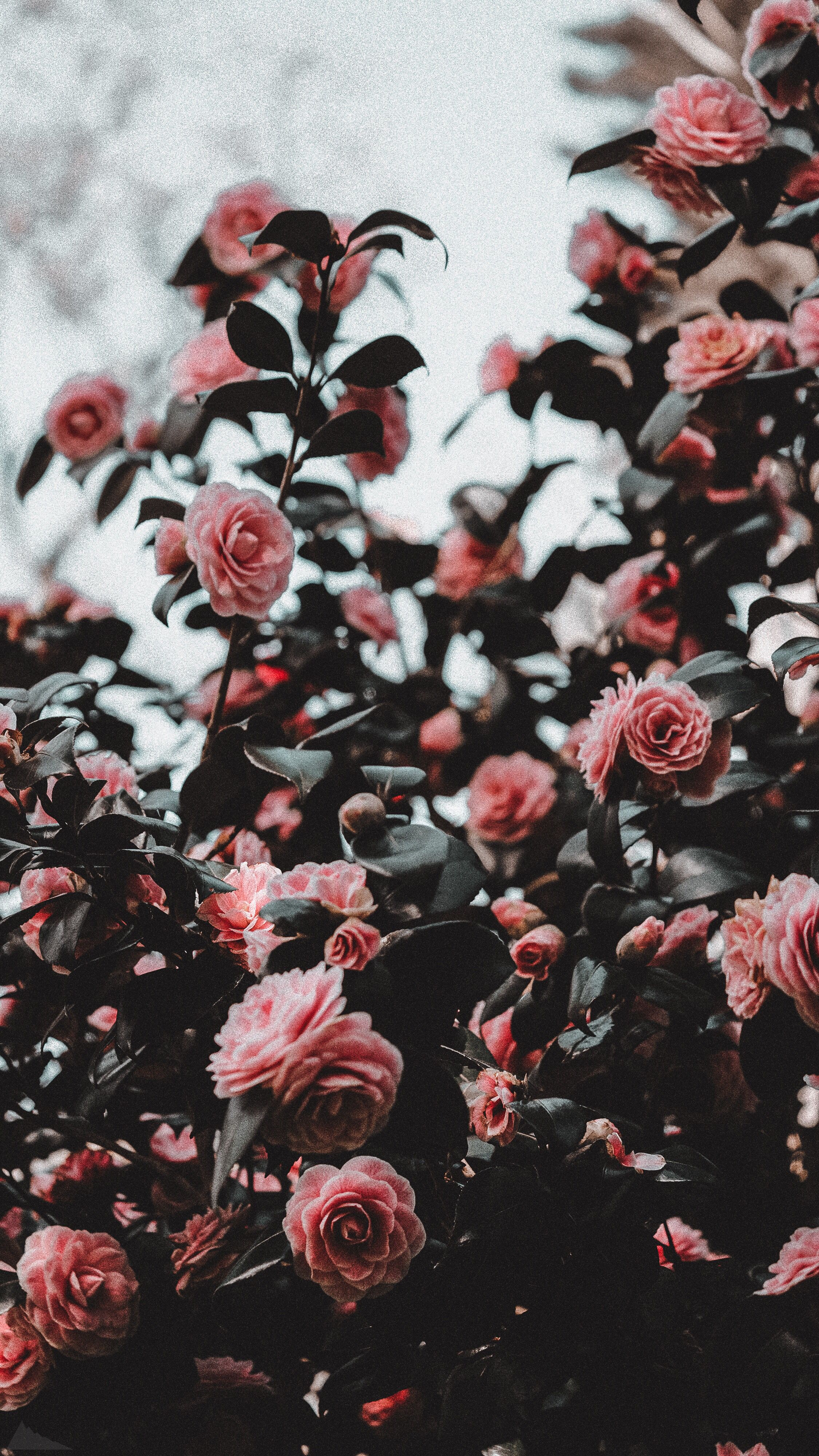 Vintage Flower Iphone Wallpapers