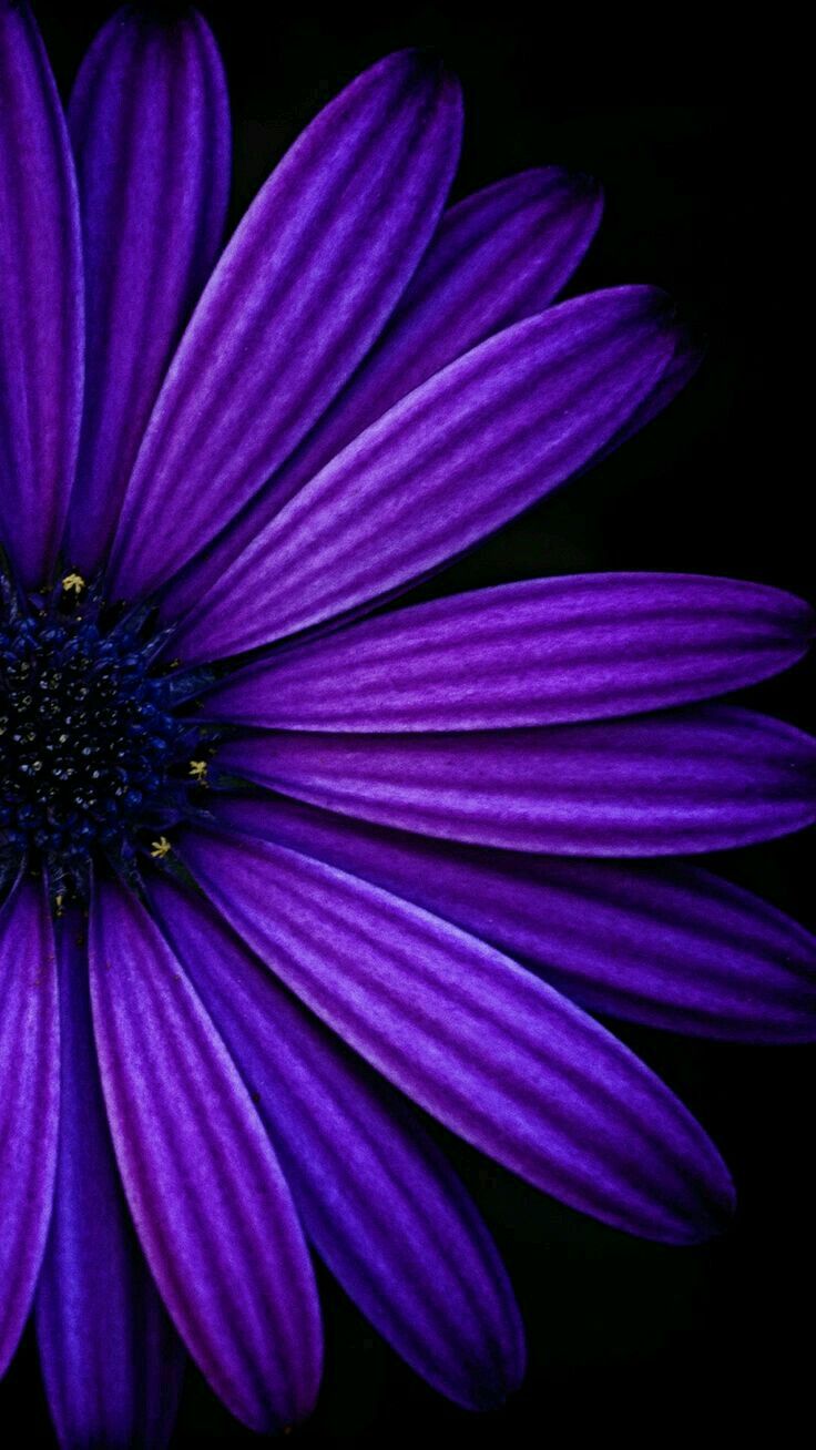 Violet Flower Wallpapers