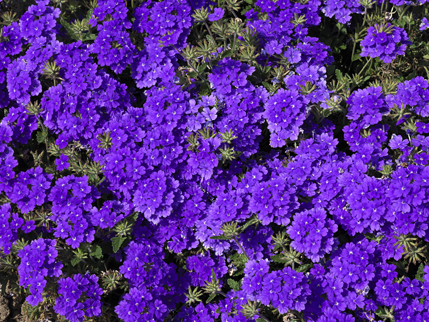 Violet Flower Wallpapers