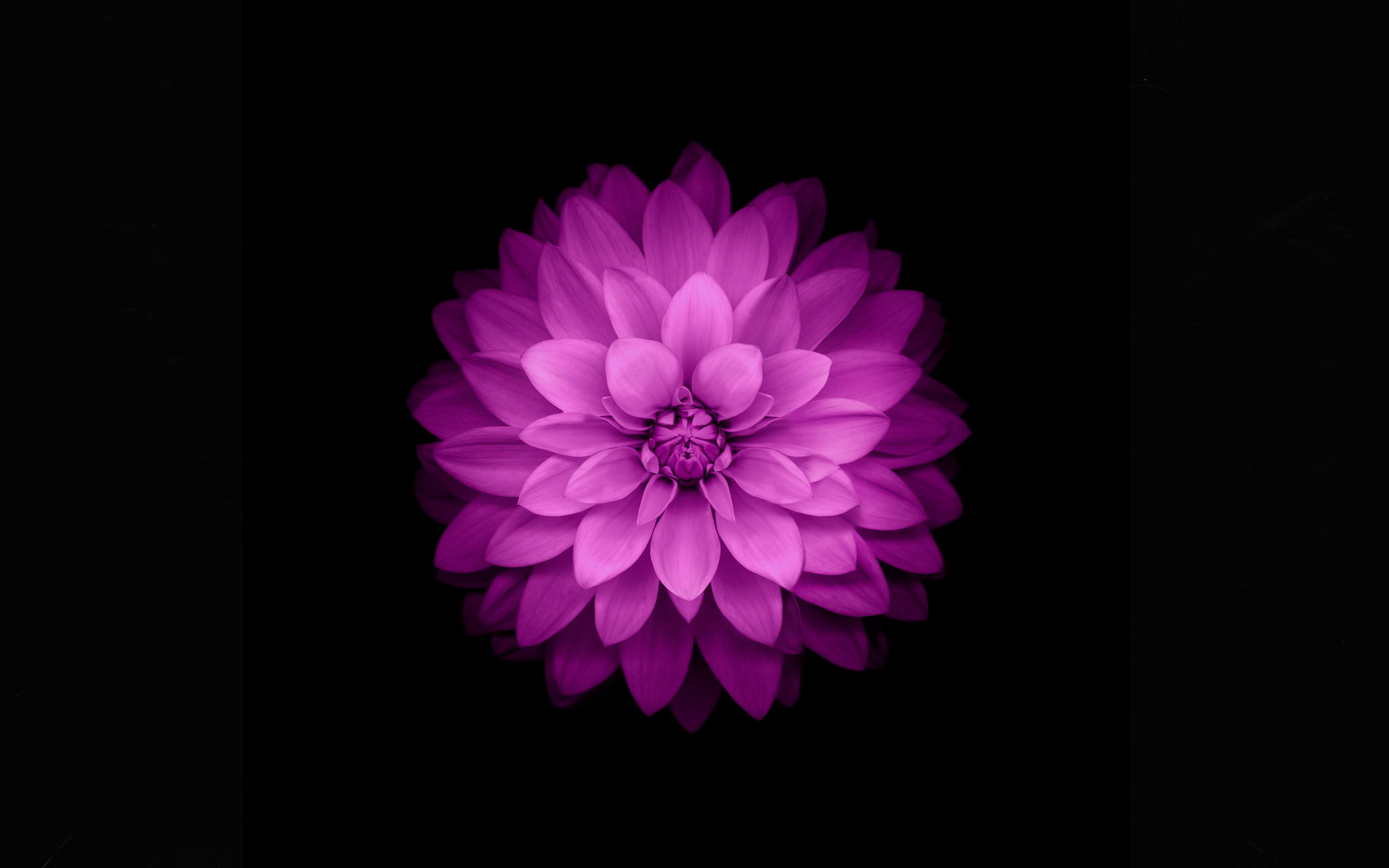 Violet Flower Wallpapers