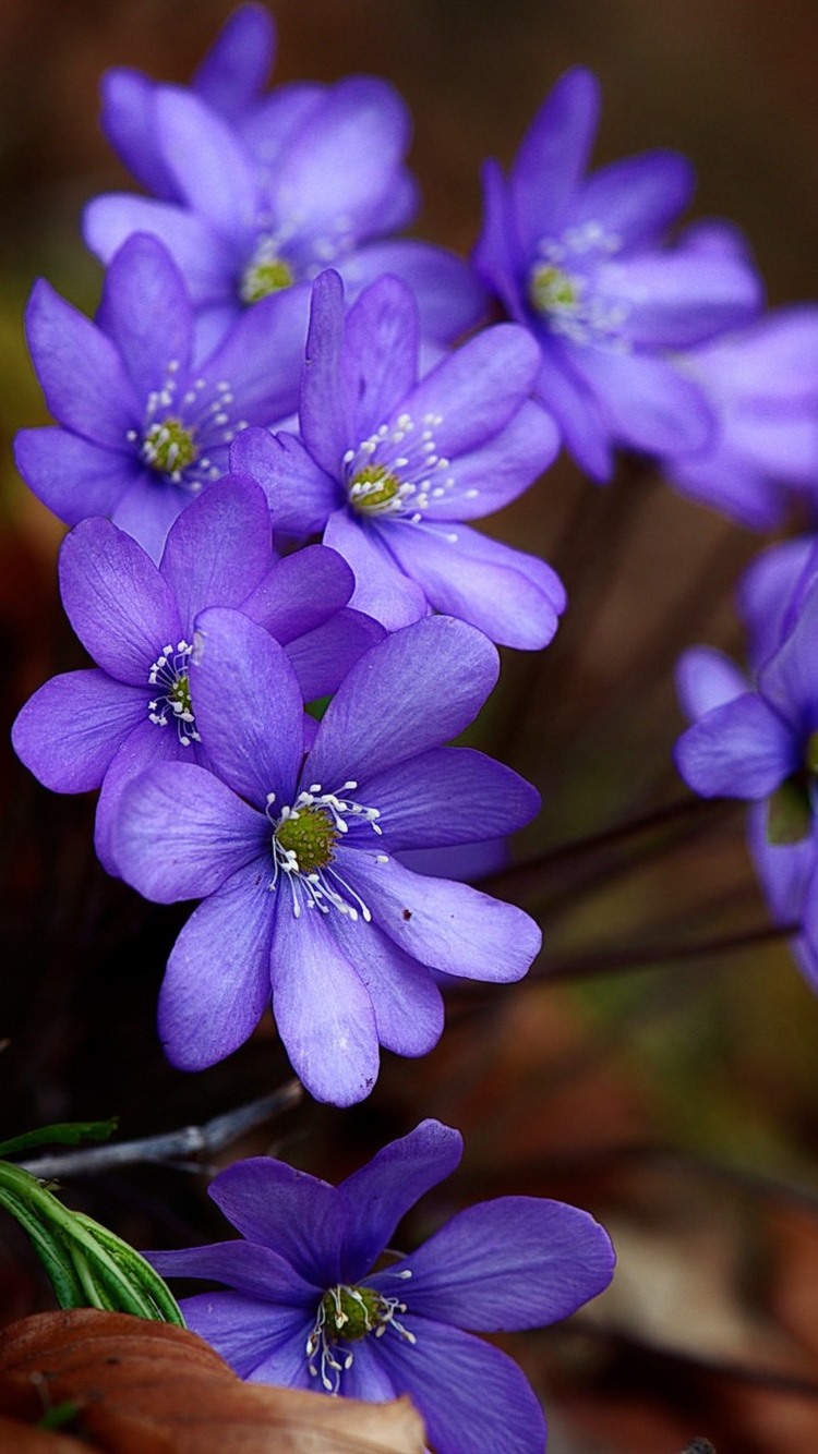 Violet Flower Wallpapers