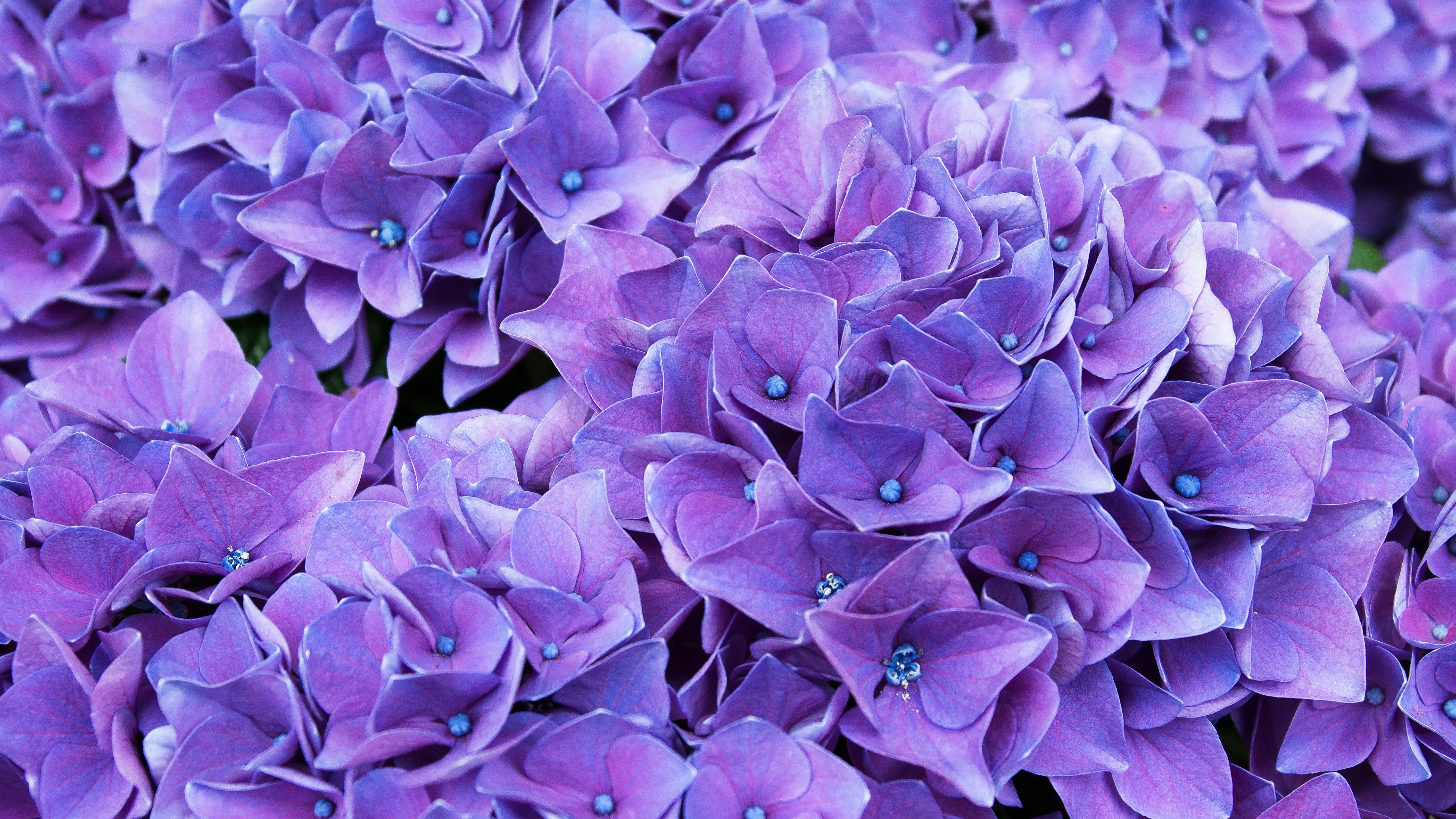 Violet Flower Wallpapers