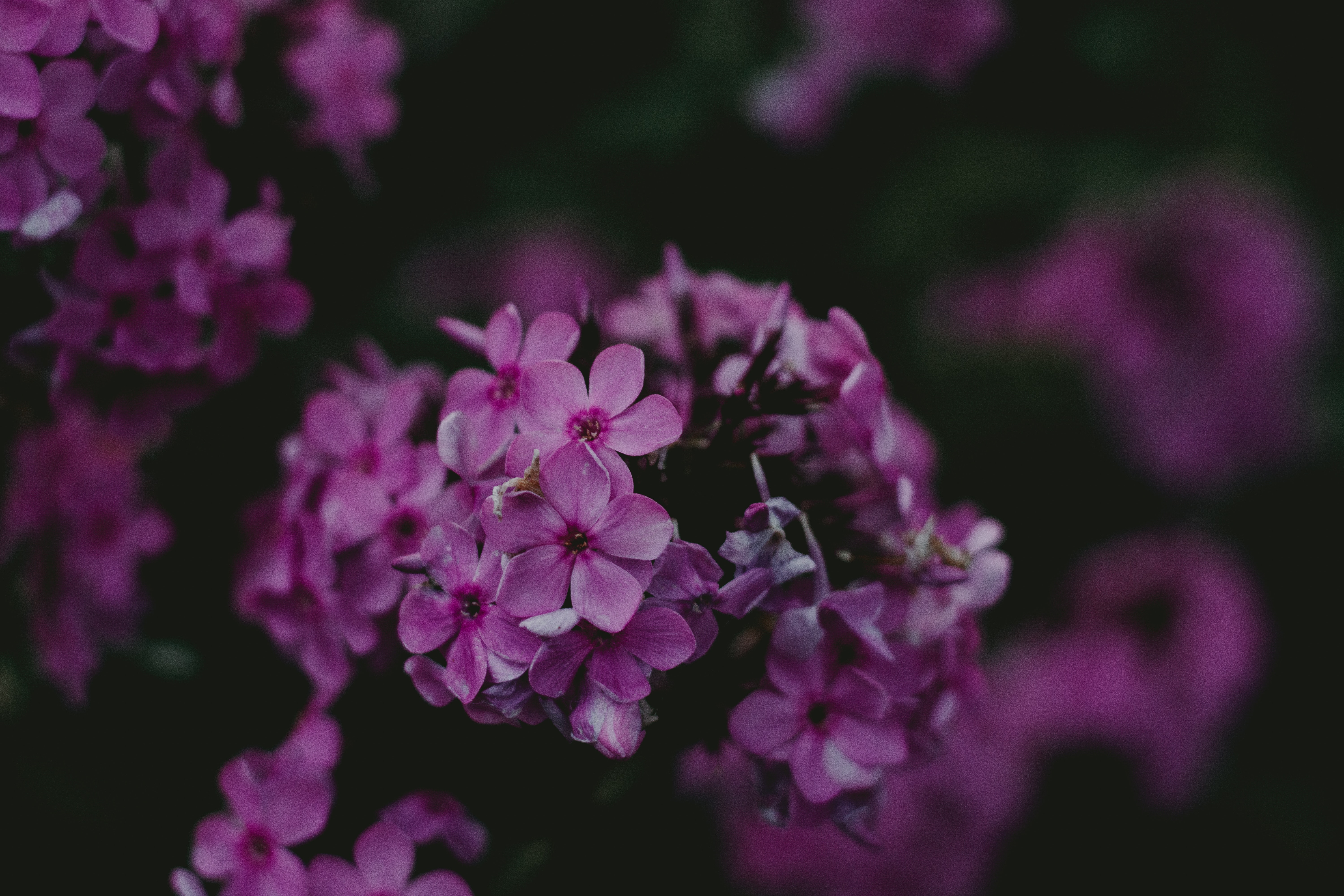 Violet Flower Wallpapers