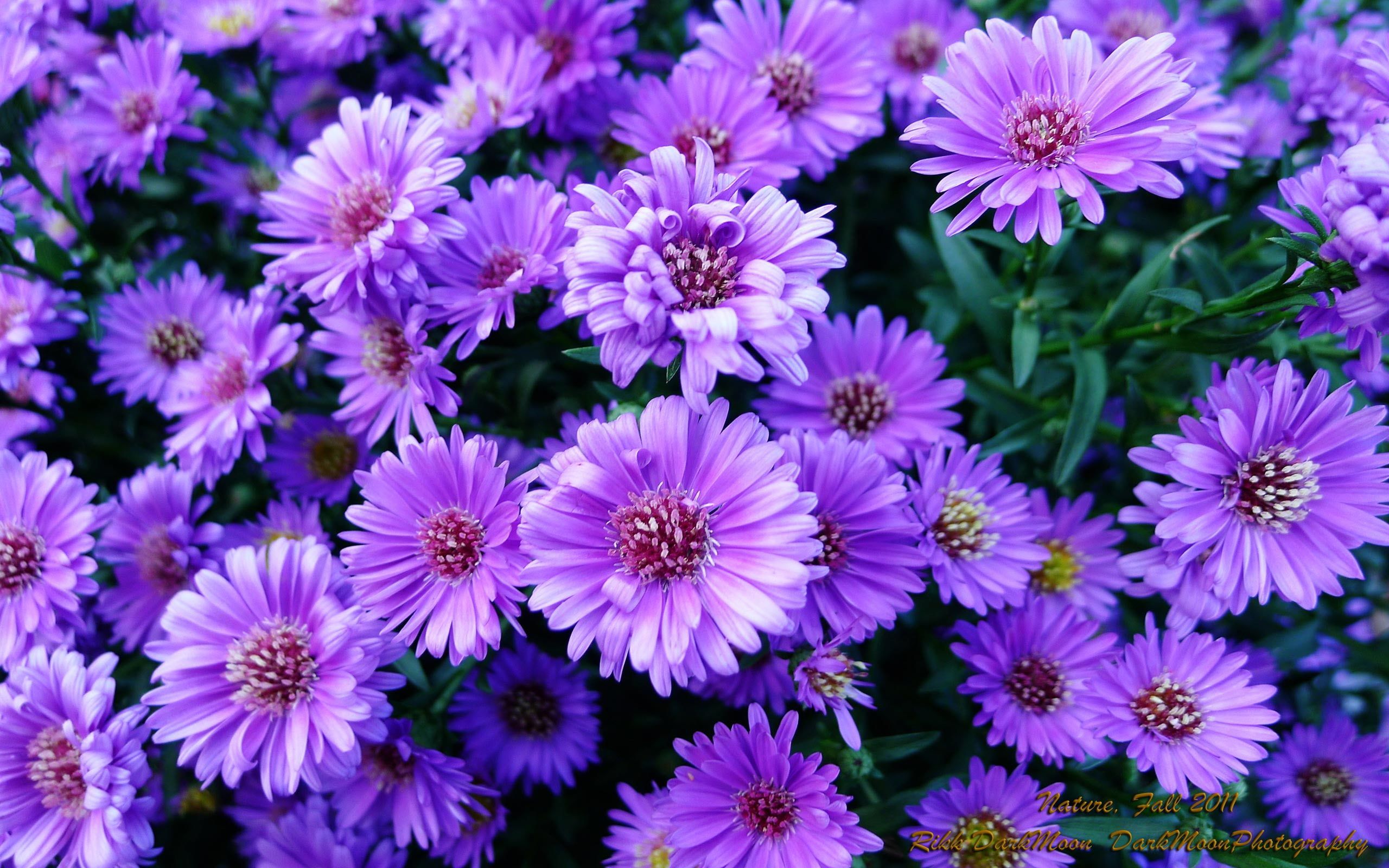 Violet Flower Wallpapers