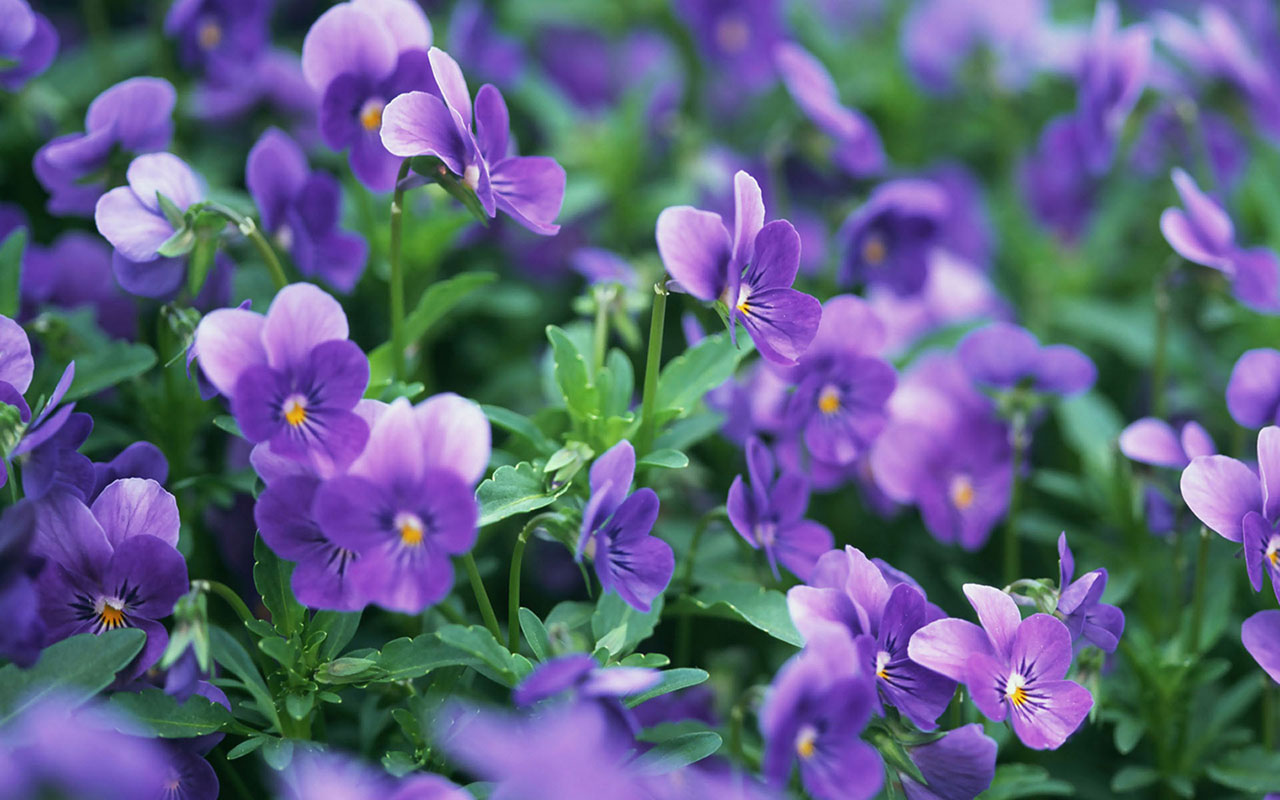 Violet Flower Wallpapers