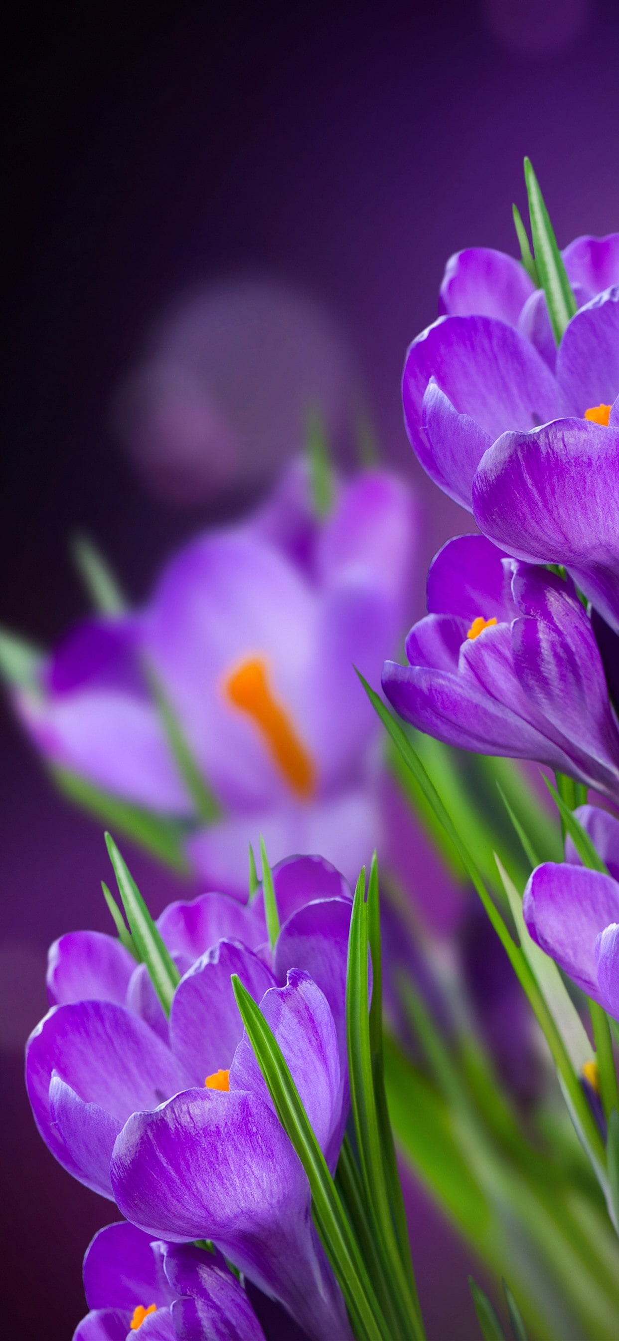 Violet Flower Wallpapers