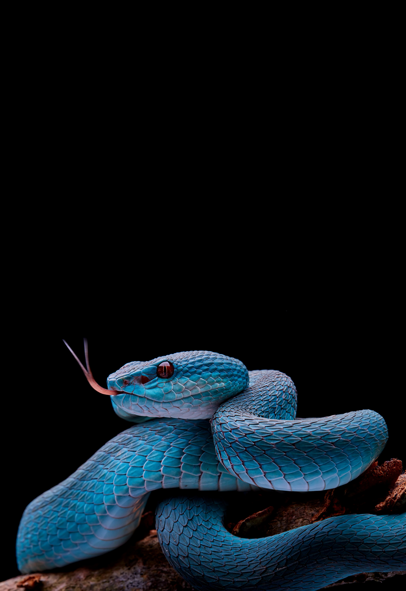 Viper Snake Wallpapers