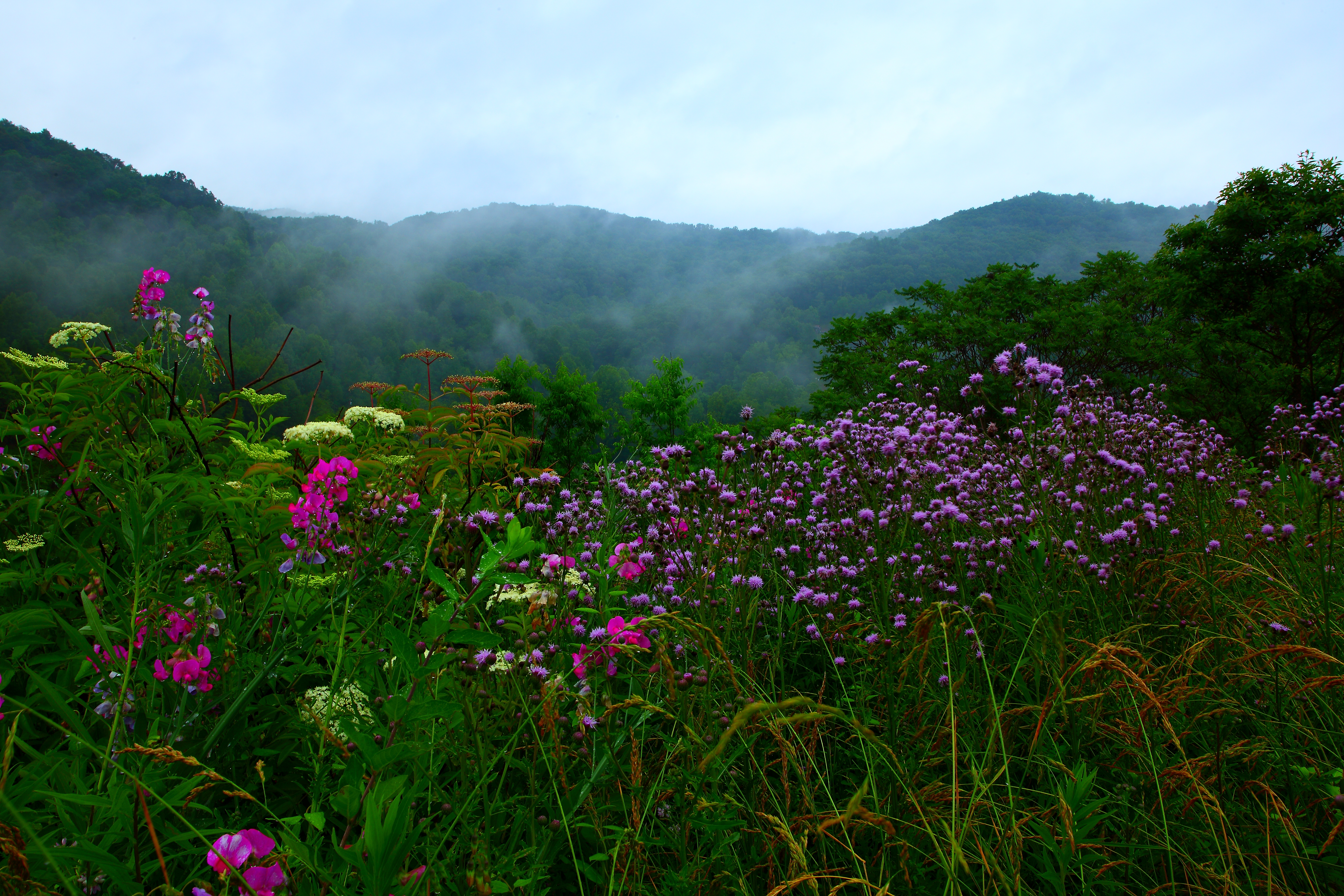 Virginia Summer Wallpapers