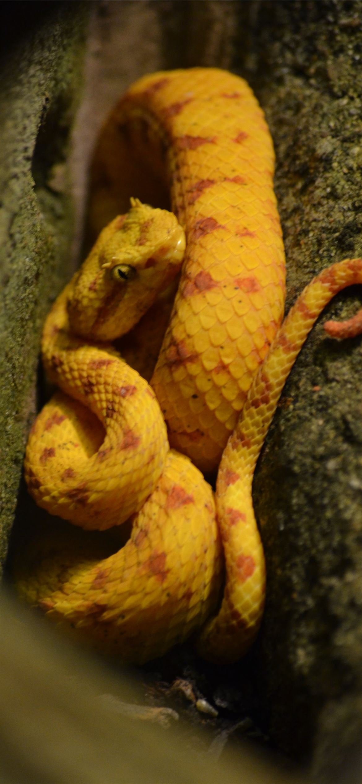 Vogel'S Pit Viper Trimeresurus Vogeli Wallpapers