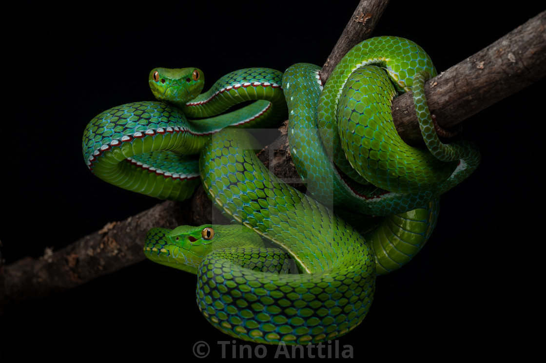 Vogel'S Pit Viper Trimeresurus Vogeli Wallpapers