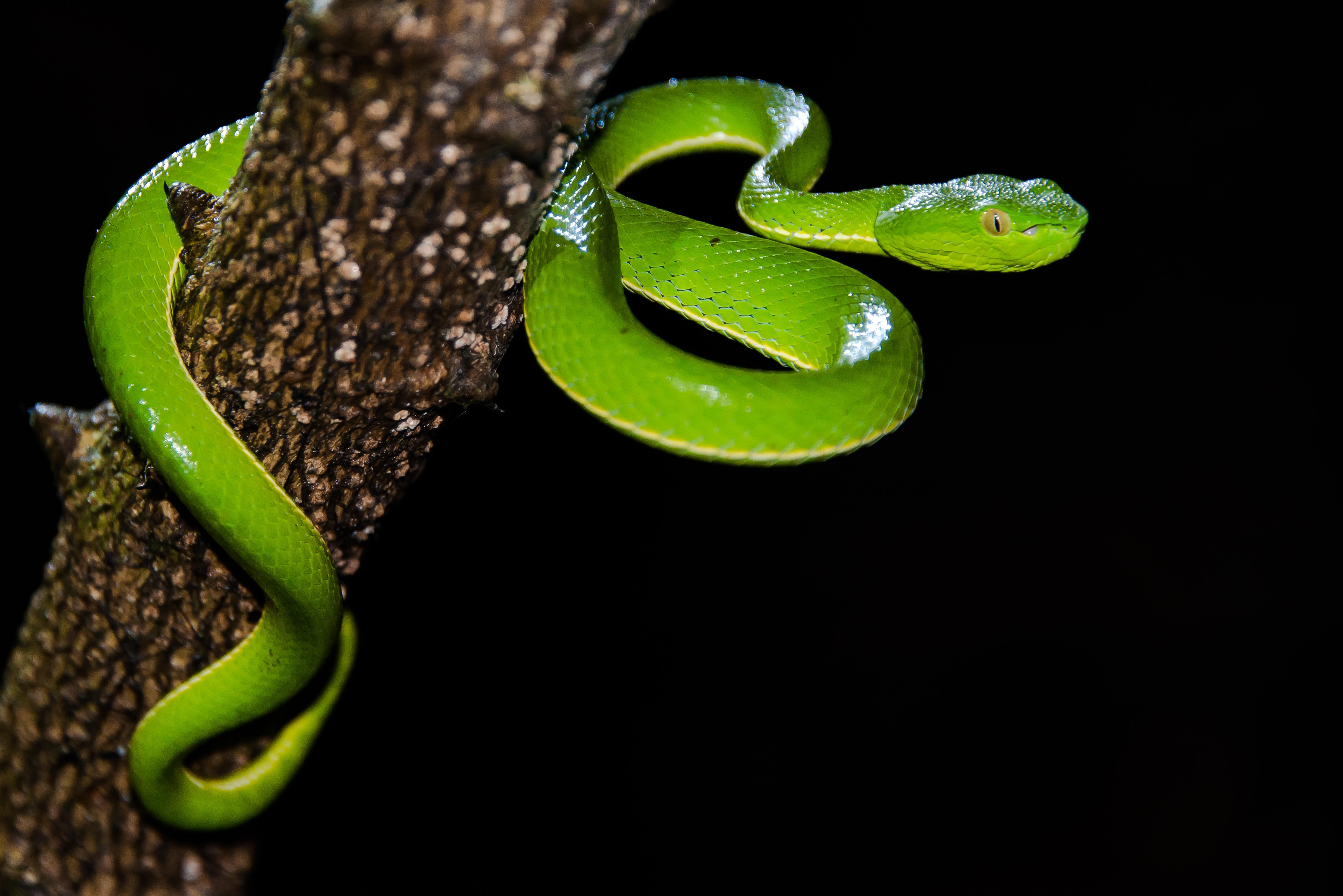 Vogel'S Pit Viper Trimeresurus Vogeli Wallpapers