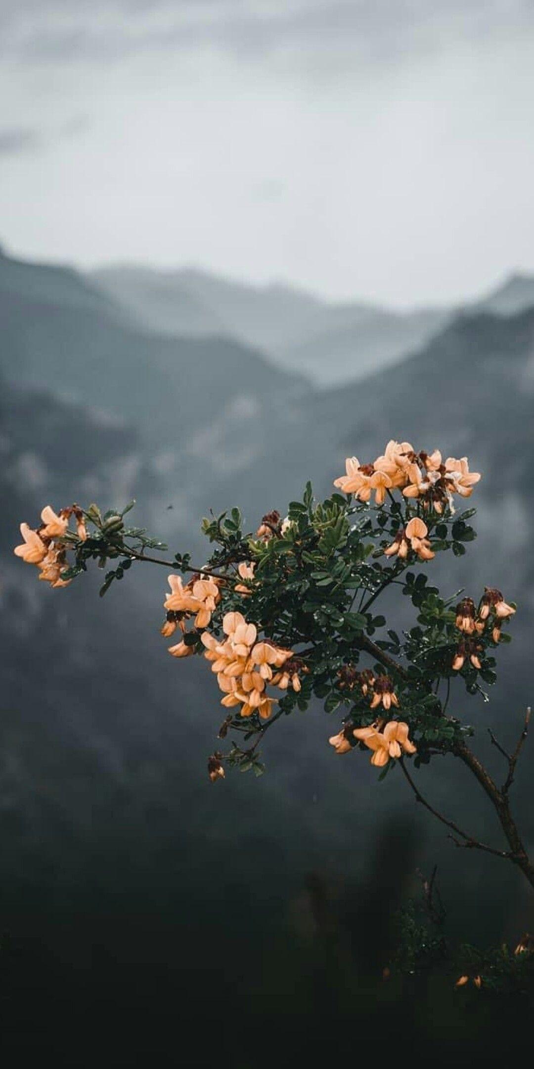 Vsco Nature Wallpapers