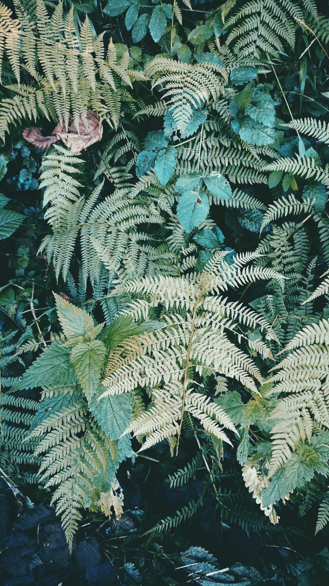 Vsco Nature Wallpapers