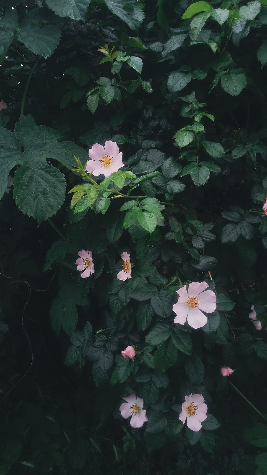 Vsco Nature Wallpapers