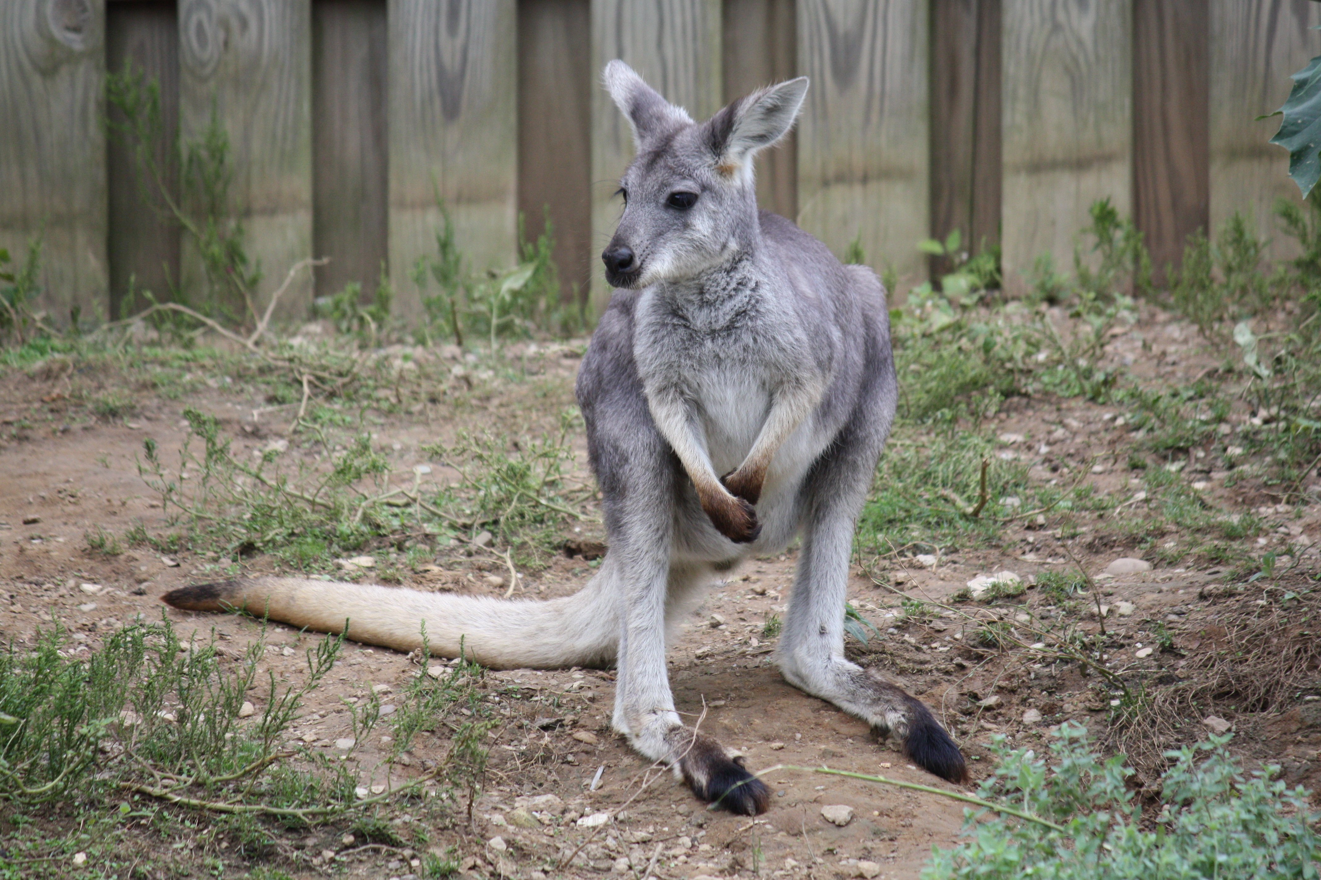 Wallaroos Wallpapers