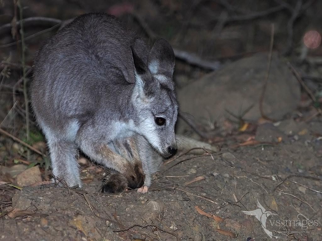 Wallaroos Wallpapers