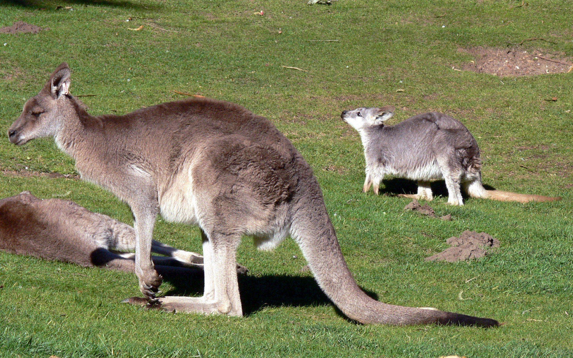 Wallaroos Wallpapers