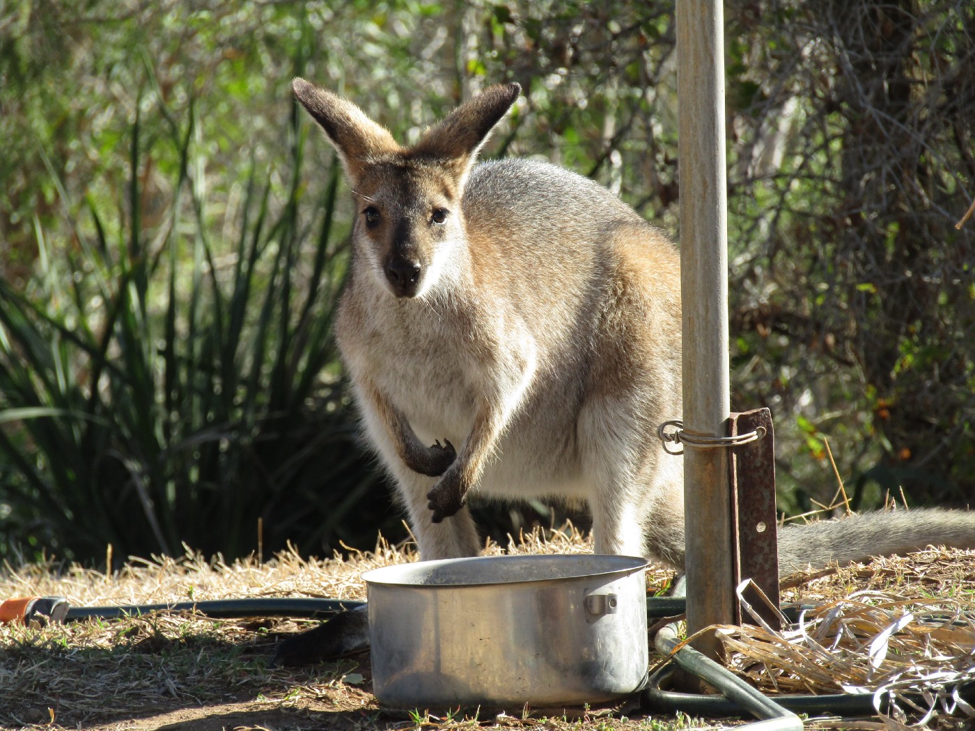 Wallaroos Wallpapers