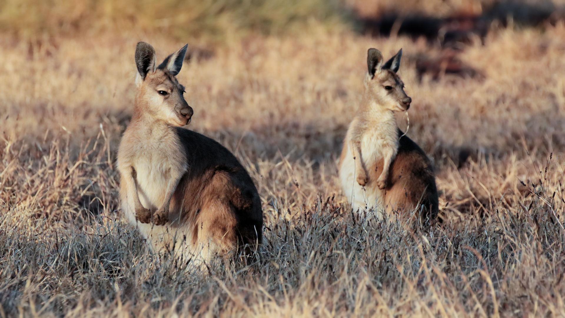 Wallaroos Wallpapers