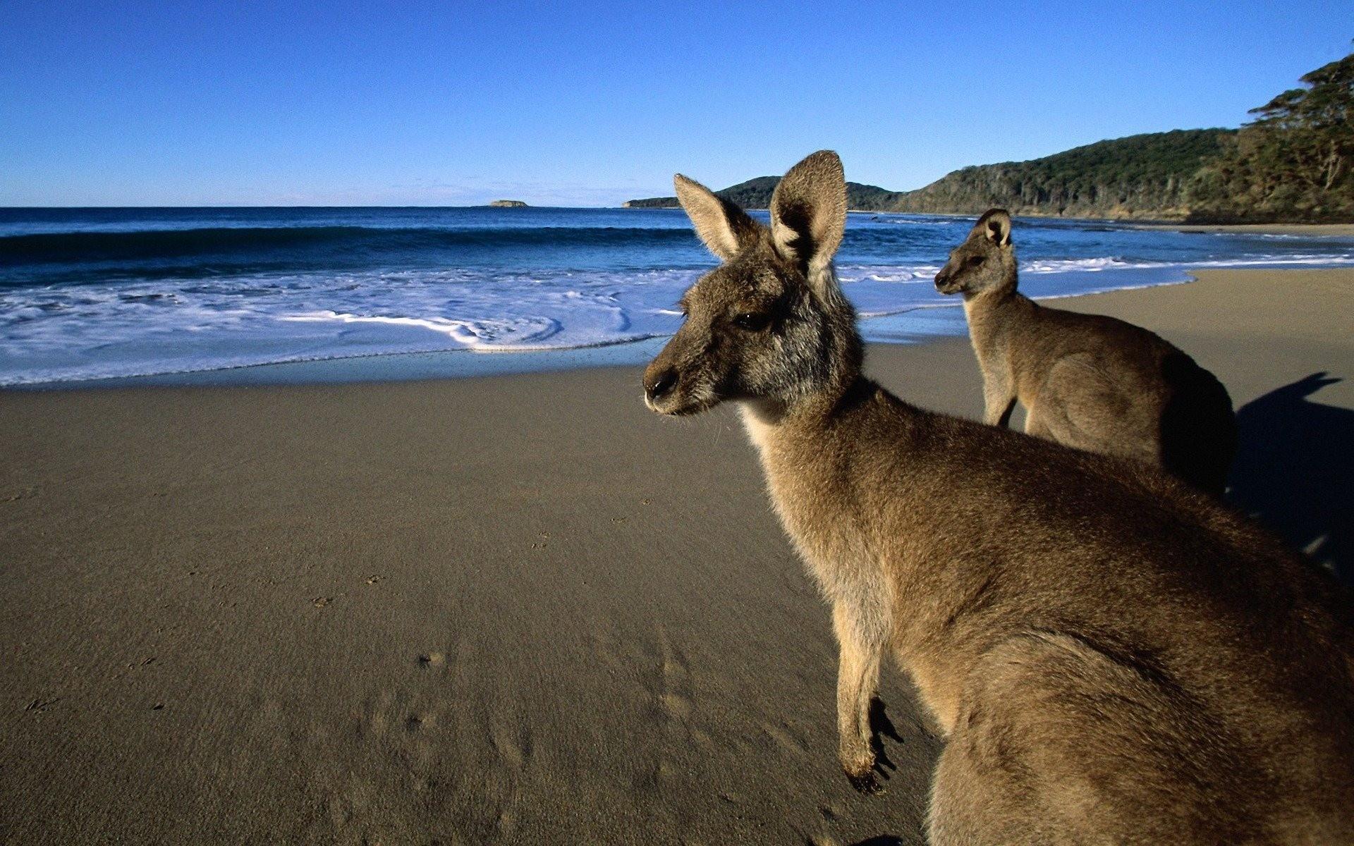 Wallaroos Wallpapers