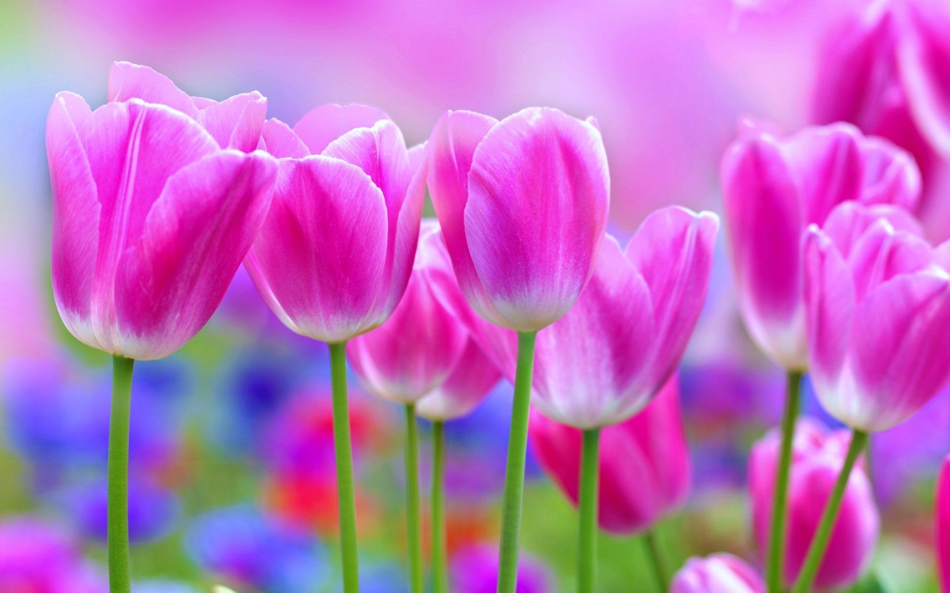 Wallpaper Beautiful Flowers Wallpapers