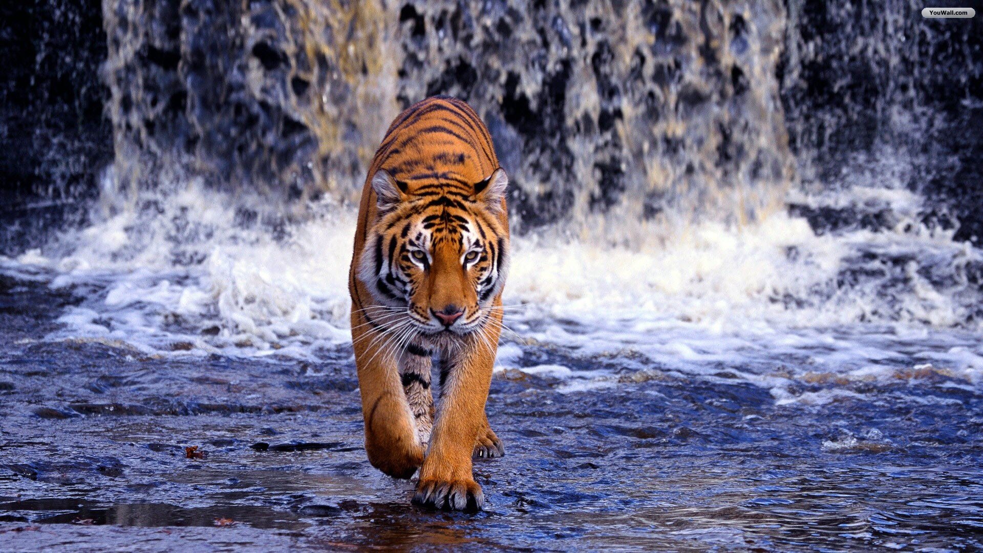 Wallpaper Bengal Tiger Wallpapers