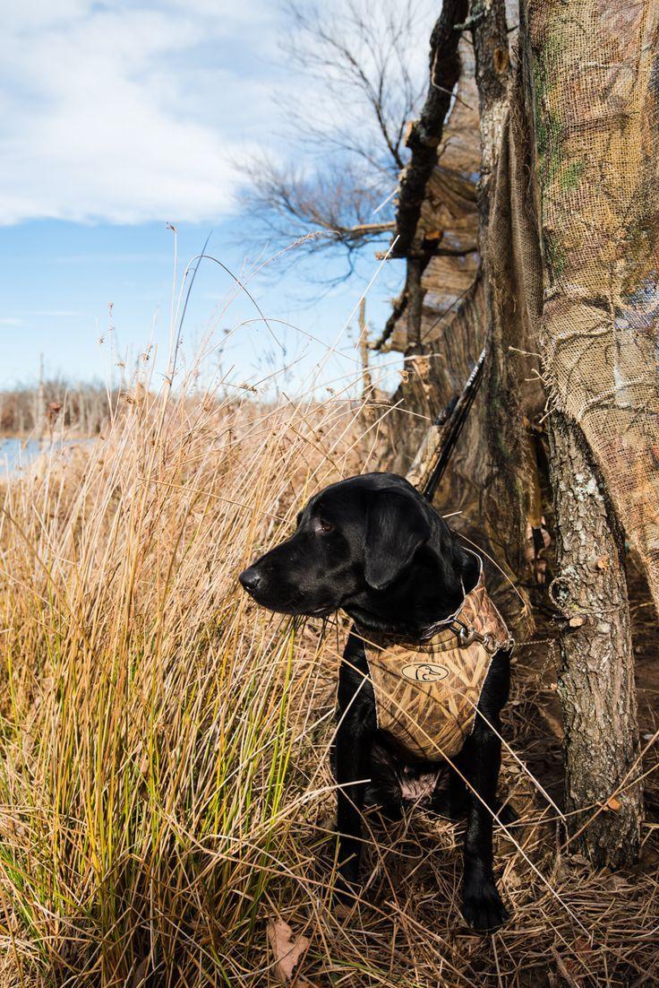 Wallpaper Black Lab Duck Hunting Wallpapers